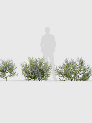 californian-lilac-ceanothus-spp-3d-model-4b769eafde