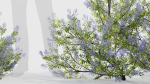 Californian lilac Ceanothus spp