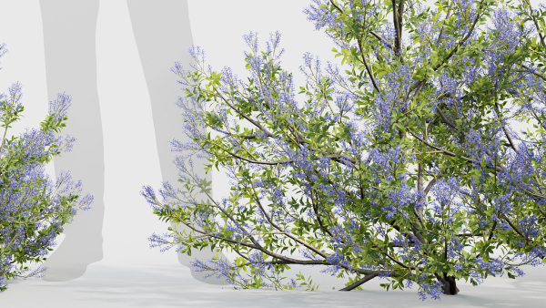 Californian lilac Ceanothus spp