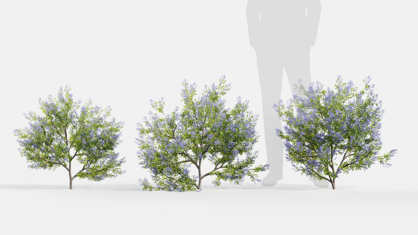 Californian lilac Ceanothus spp