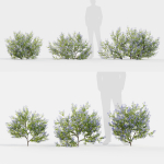 Californian lilac Ceanothus spp