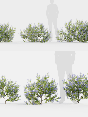 Californian lilac Ceanothus spp