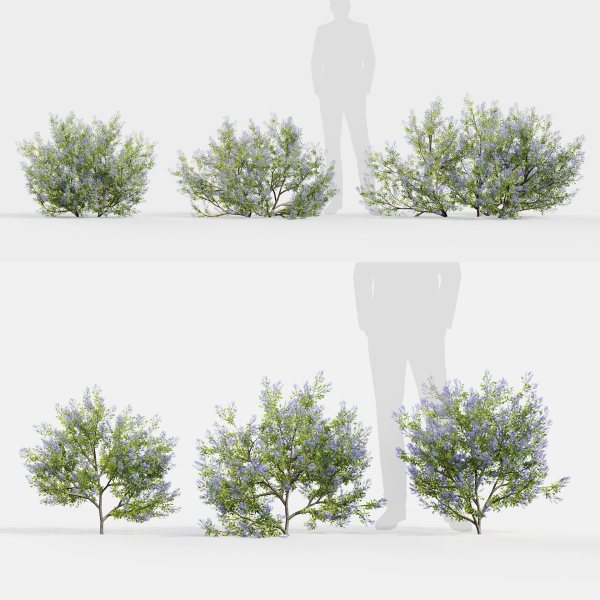 Californian lilac Ceanothus spp