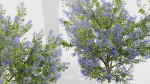 Californian lilac Ceanothus spp