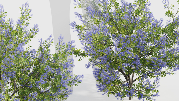Californian lilac Ceanothus spp