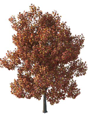 calleryana-wine-02-3d-model-e5f6cd8050
