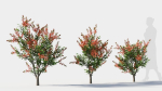 callistemon endeavour a