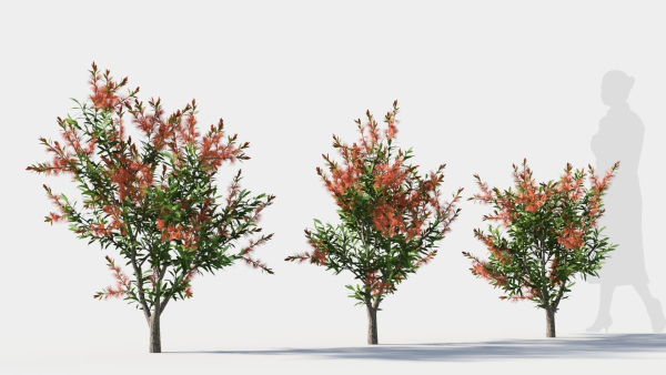 callistemon endeavour a