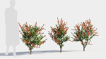 callistemon endeavour a