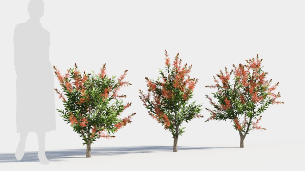 callistemon endeavour a