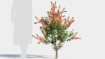 callistemon endeavour a