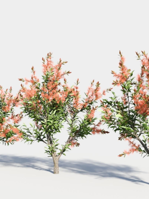 callistemon-endeavour-a-3d-model-8a9e7cfeee
