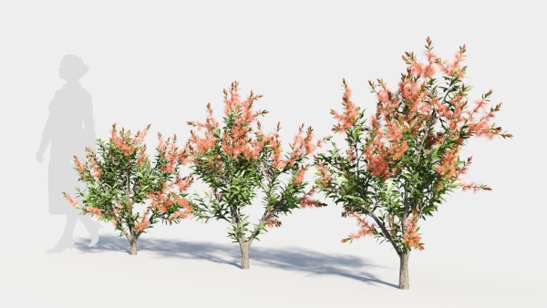 callistemon endeavour a