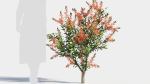 callistemon endeavour a