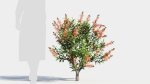 callistemon endeavour a