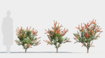 callistemon endeavour a