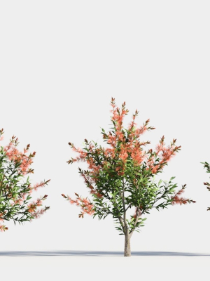 callistemon endeavour a
