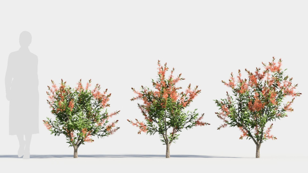 callistemon endeavour a