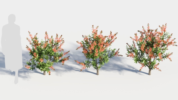 callistemon endeavour a