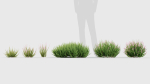 Calluna vulgaris Scotch heather