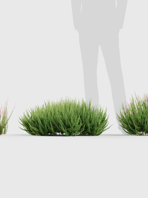 calluna-vulgaris-scotch-heather-3d-model-00e1d04d63