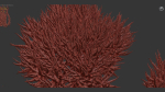 Calluna vulgaris Scotch heather