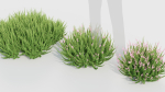 Calluna vulgaris Scotch heather
