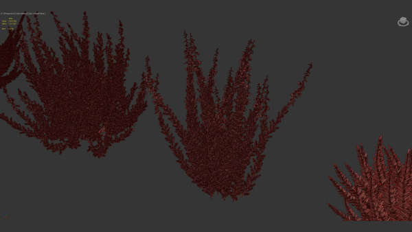 Calluna vulgaris Scotch heather