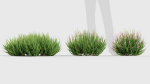 Calluna vulgaris Scotch heather