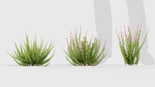 Calluna vulgaris Scotch heather