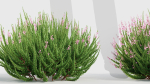 Calluna vulgaris Scotch heather