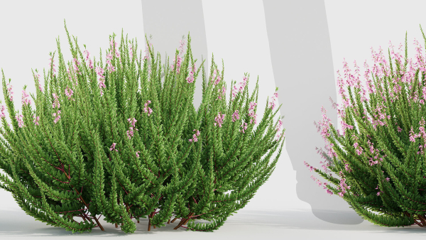 Calluna vulgaris Scotch heather