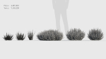 Calluna vulgaris Scotch heather