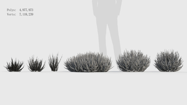 Calluna vulgaris Scotch heather