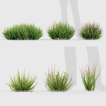 Calluna vulgaris Scotch heather
