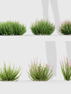 Calluna vulgaris Scotch heather