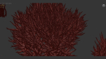 Calluna vulgaris Scotch heather