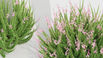 Calluna vulgaris Scotch heather