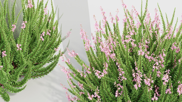Calluna vulgaris Scotch heather