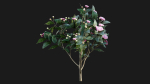 Camellia japonica - Japanese camellia