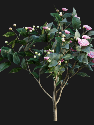 camellia-japonica-japanese-camellia-3d-model