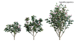 Camellia japonica - Japanese camellia