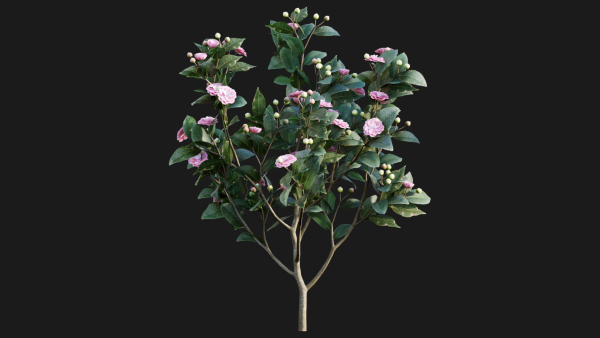 Camellia japonica - Japanese camellia