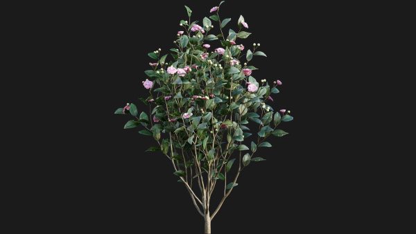 Camellia japonica - Japanese camellia