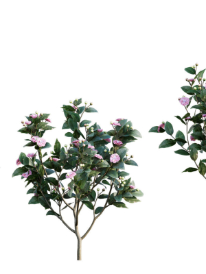 Camellia japonica - Japanese camellia