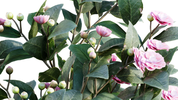 Camellia japonica - Japanese camellia