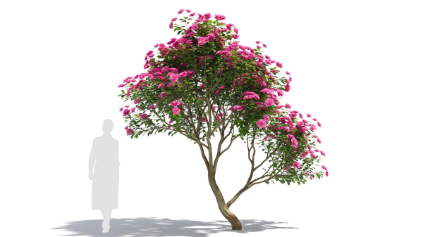 Camellias