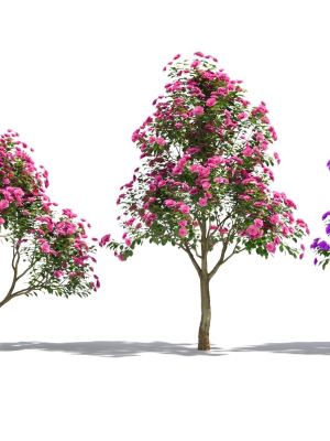 camellias-3d-model-22e3e5d913