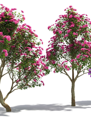 Camellias