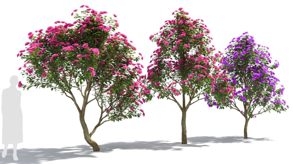 Camellias